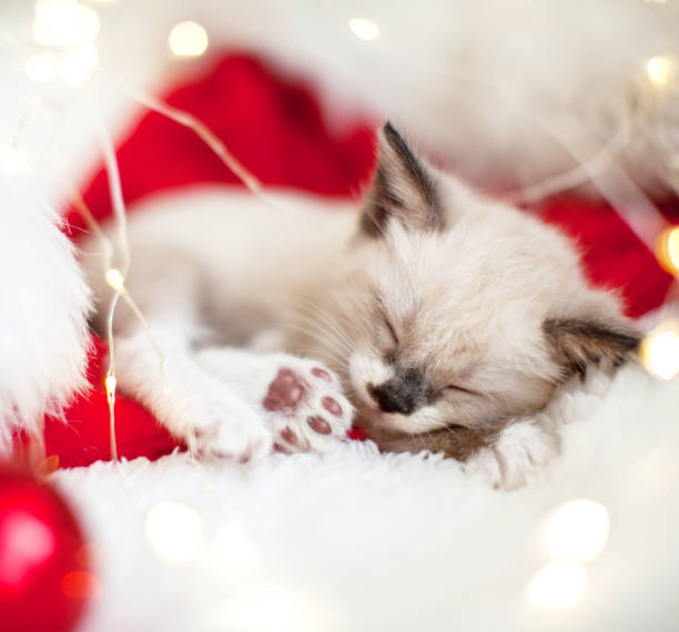 istock Kitten sleep in christmas hat 1339865718