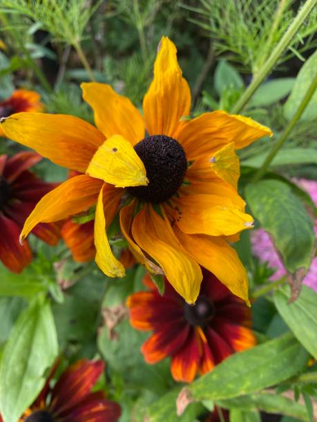 istock A Full bloom echinacea in the garden. 1339866403