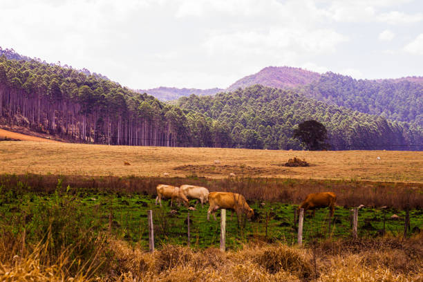 istock Cattle grazing on a farm 1339866546