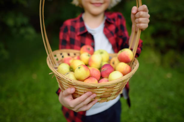 ragazzino che raccoglie le mele nel frutteto. bambino che tiene un cesto di paglia con raccolto. raccolta nell'orto domestico in autunno. frutta in vendita. - orchard child crop little boys foto e immagini stock