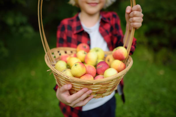 果樹園でリンゴを摘む小さな男の子。収穫とわらかごを保持している子供。秋の国内庭園での収穫。販売のための果物。 - orchard child crop little boys ストックフォトと画像