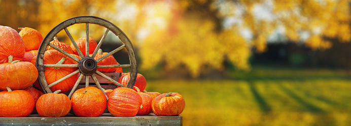 Pumpkins In The Field At Sunset - Thanksgiving And Fall Background