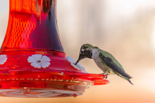 istock Anna's Hummingbird perched on a feeder of nectar, close up view, soft light background. 1339868567