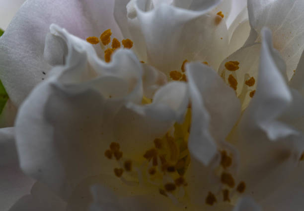 Macro view of a white camellia flower showing the stamens between the clustered petals. Yellow pollen grains dust the petals. The outer petals have a slight pink tinge.
