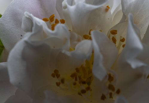 Macro view of a white camellia flower showing the stamens between the clustered petals. Yellow pollen grains dust the petals. The outer petals have a slight pink tinge.