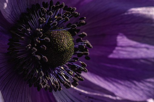 View looking across a purple anemone flower with the focus on the central mound and surrounding stamens. The petals are lighter in shade than the central structures. A small insect clings to one stamen in bright contrast to the darker flower.
