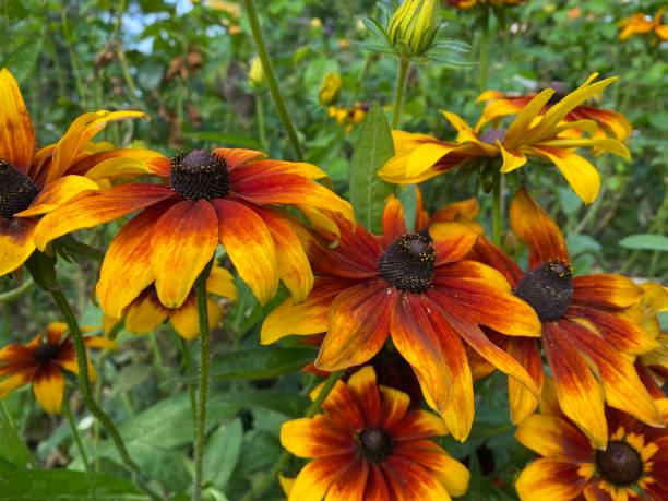 istock Echinaceas in the Garden in September. 1339870191