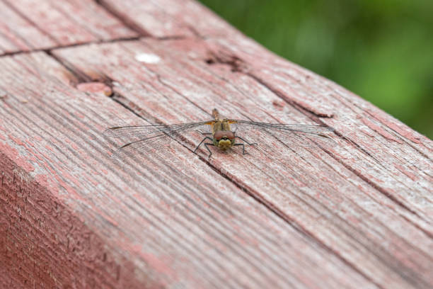A ruddy darter dragonfly looking straight at you
