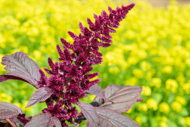 istock Prince of Wales feather (amaranthus hypochondriacus) 1339871582