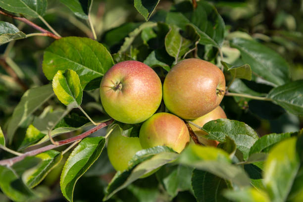 istock Red Pomegranate Harvest at Tree in Sunny day 1339872969
