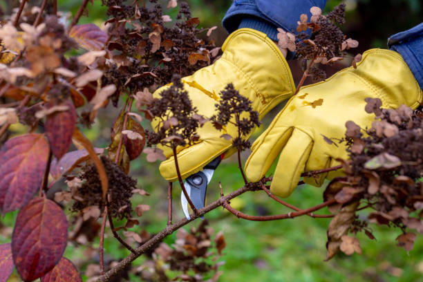 istock Bush hydrangea cutting or trimming with secateur in the garden 1339873086