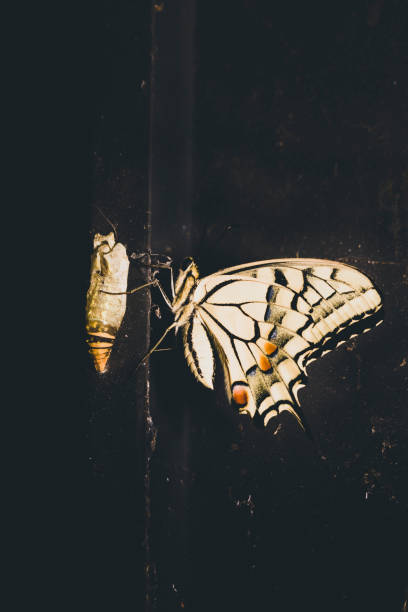 istock Black and yellow Swallowtail butterfly by its cocoon. 1339873187