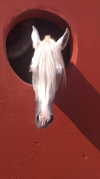 istock Horse portrait 1339873951