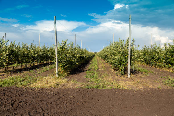 Young apple seedlings in the nursery are dug in the ground. High quality photo