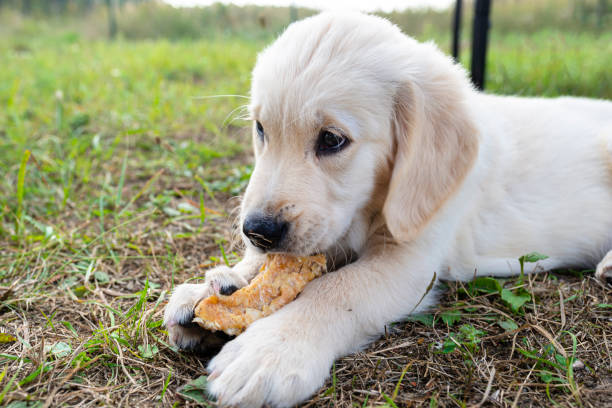 istock Male golden retriever dog eats a bone from pressed chicken bones outdoors lying in the grass. 1339874041