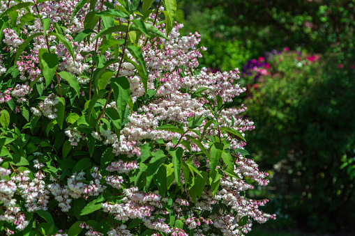 Shrub with beautiful white and pink full flowers - Deutzia scabra flowering in spring. High quality photo