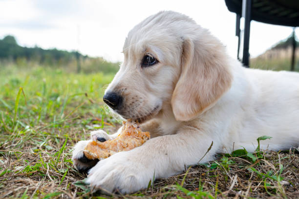 istock Male golden retriever dog eats a bone from pressed chicken bones outdoors lying in the grass. 1339874047