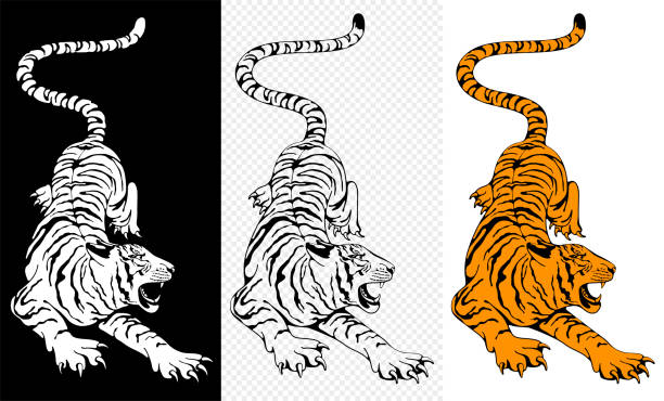 ilustrações, clipart, desenhos animados e ícones de caçando personagens tigre definidos - tiger