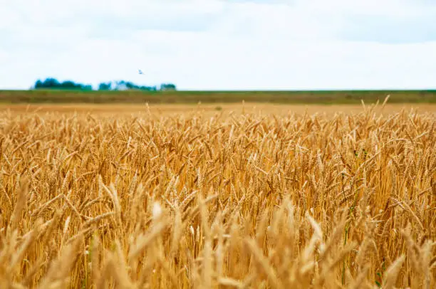 Close up of wheat heads in Saskatchewan grainfield