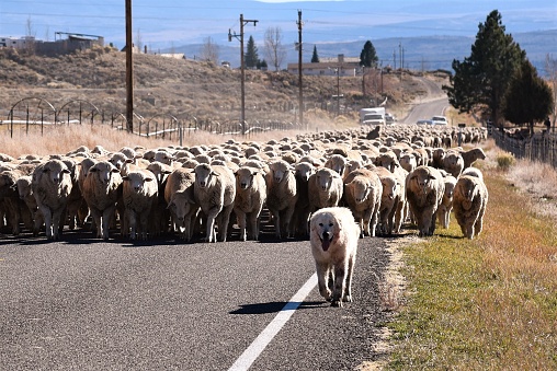 A working dog, the Great Pyrenees leads a herd of sheep along the highway in rural Utah.