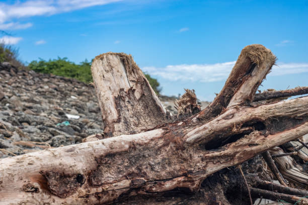 istock A dead tree branch near the sea beach close up view 1339878757