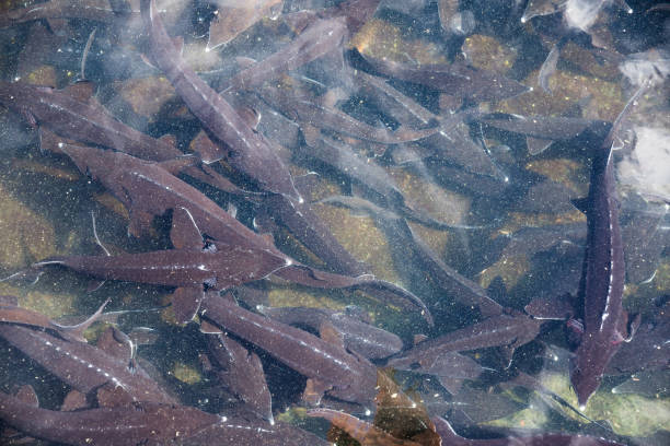 istock Sturgeon swimming underwater 1339880056