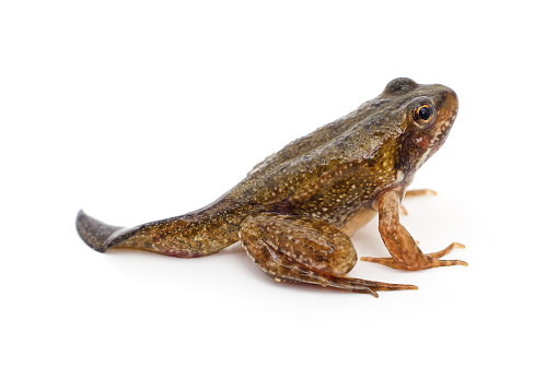 Green frog on rock in summer after jumping out of water. A species native to eastern North America. Taken in Connecticut. Note: The green frog is often more brown than green.