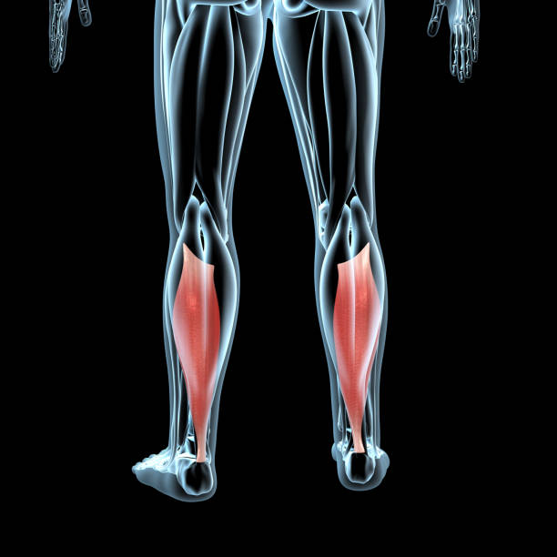 3D Illustration of the Soleus Muscles on Xray Musculature stock photo
