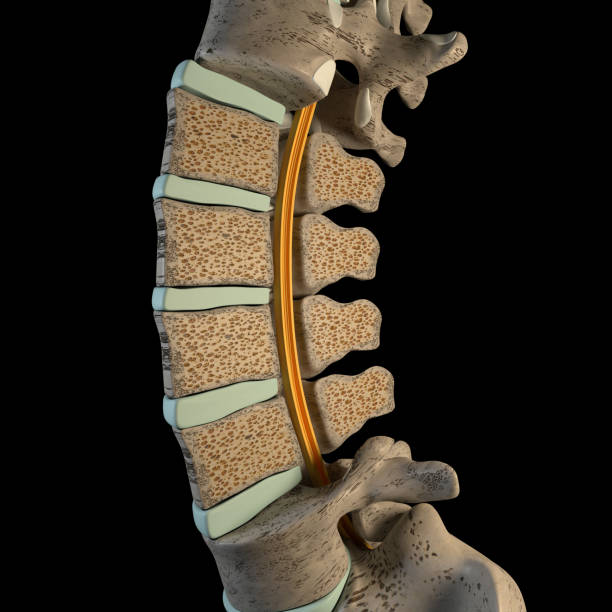 istock 3d Illustration of the Vertebral Column Section 1339881634