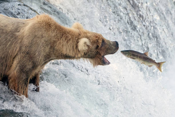 Large Brown Bear catching sockeye salmon at Brooks Falls in Alaska Large Brown Bear catching sockeye salmon at Brooks Falls in Alaska brown bear catching salmon stock pictures, royalty-free photos & images