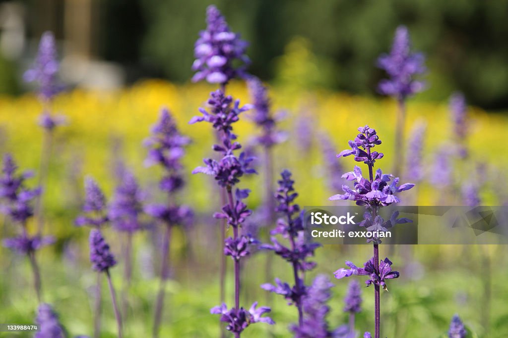 Lavender Field Lavender field Agricultural Field Stock Photo