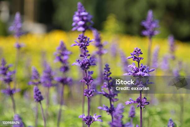 Lavender Field Stock Photo - Download Image Now - Agricultural Field, Beauty In Nature, Botany
