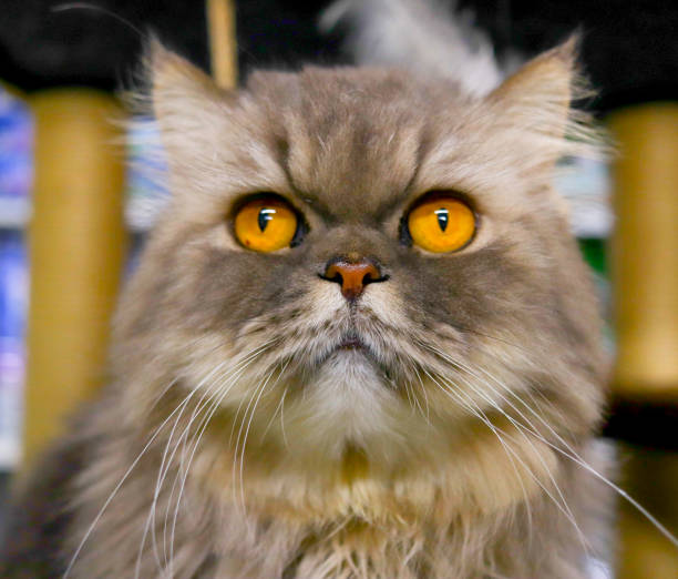 persian cat with yellow eyes looking up