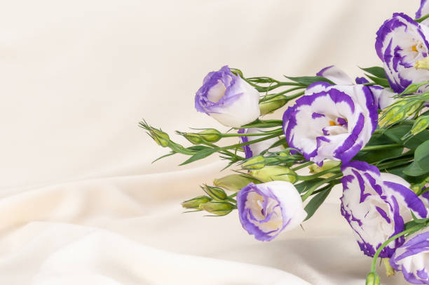 istock delicate blue flowers on an ivory fabric background 1339887247