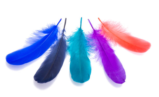 istock Elegant colorful bird feather isolated on the white 1339887276