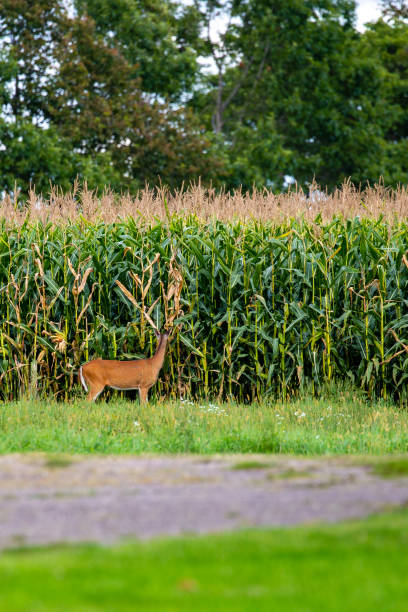 istock White-tailed deer (odocoileus virginianus) eating corn from a Wisconsin cornfield in early September 1339887418