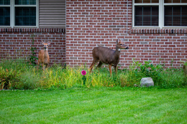 hươu đuôi trắng (odocoileus virginianus) đứng trước sân của một ngôi nhà ở wisconsin vào đầu tháng 9 - deer house hình ảnh sẵn có, bức ảnh & hình ảnh trả phí bản quyền một lần hươu đuôi trắng (odocoileus virginianus) đứng trước sân của một ngôi nhà ở wisconsin vào đầu tháng 9 - deer house hình ảnh sẵn có, bức ảnh & hình ảnh trả phí bản quyền một lần