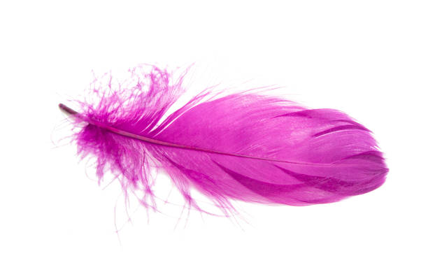 istock Fluffy bird feather violet color in studio isolated on the white 1339889134