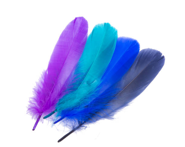 istock Elegant colorful bird feather isolated on the white 1339889201
