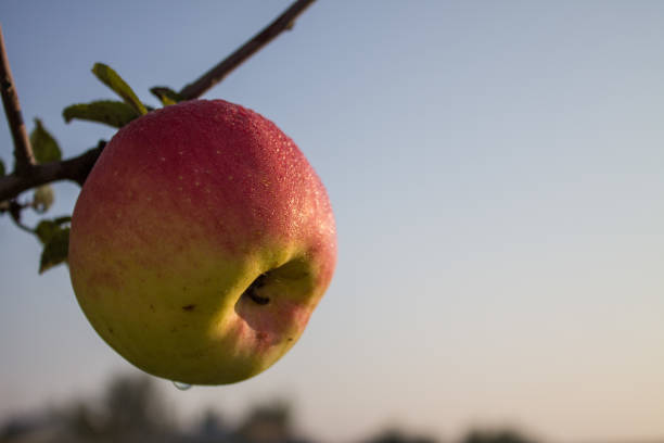 A juicy ripe pink apple with dew drops hangs close-up on a tree branch against the background of the blue sky on a Sunday morning. Concept-gardening and harvest