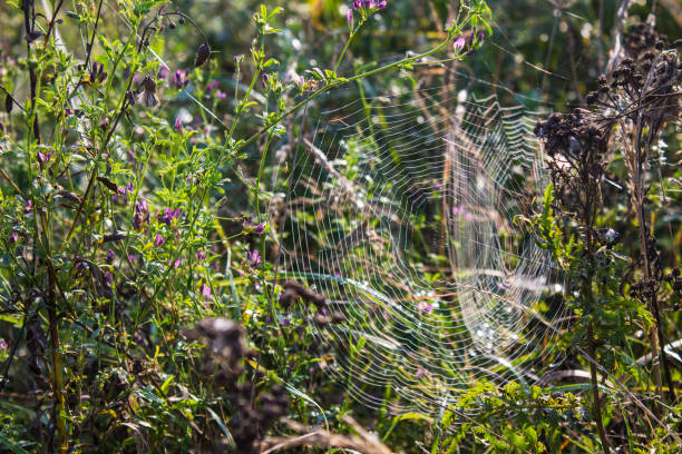 istock green grass in the morning sun 1339893421