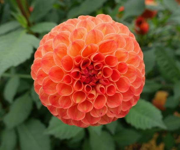 istock Beautiful round bright orange dahlia and foliage 1339893425