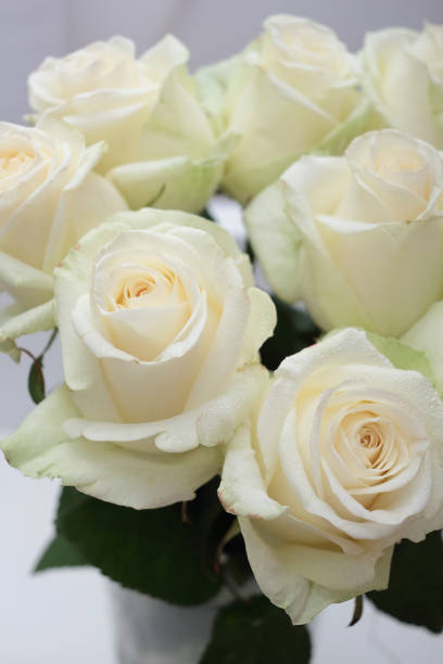 istock Isolated white roses on a gray 1339896698
