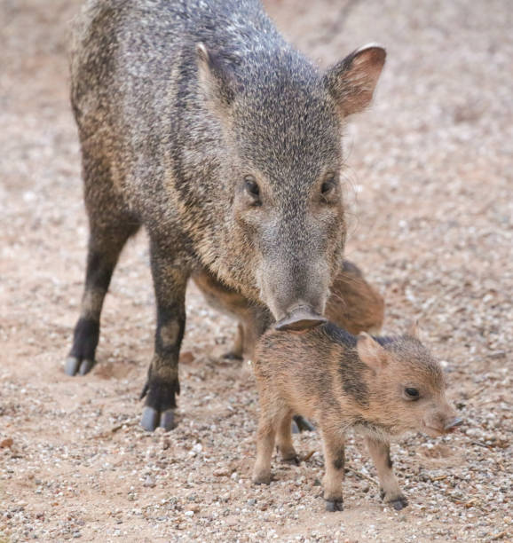 mama javelina mit babys - nabelschwein stock-fotos und bilder