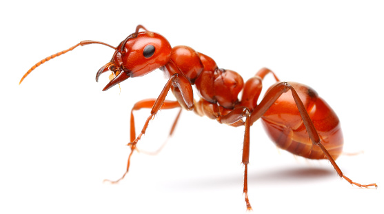 Ant Polyergus (gamergat)