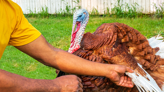 African American man holding domestic pet turkey by the wing.