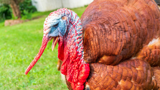 Gobbling Turkey Stock Photos, Pictures & Royalty-Free Images - iStock