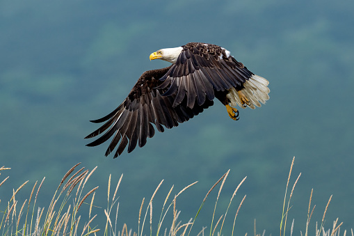 A close-up  of a bald eagle (Haliaeetus leucocephalus) from the back spreading its wings wide open, black background, copy space, negative space, minimalism