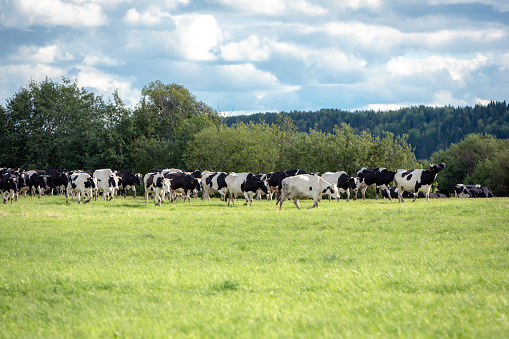 A herd of white and black cows walks through a green meadow against the background of the forest. High quality photo