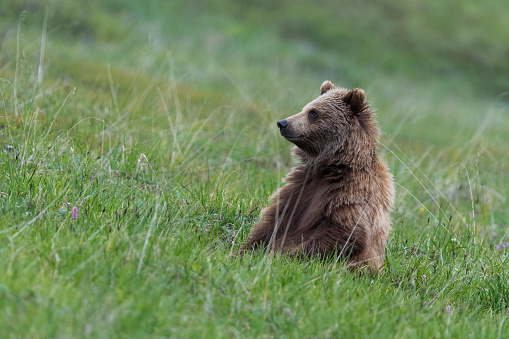 Grizzly bear, ursus arctos , in its natural habitat. Bear cub sitting in the meadow.